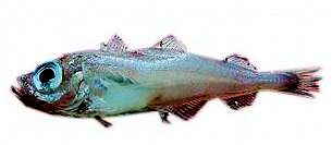 Gadiculus argenteus_0248